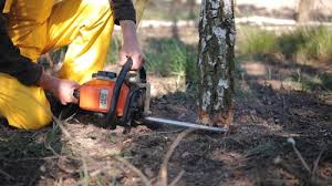 Best Tree Mulching  in Lakesite, TN